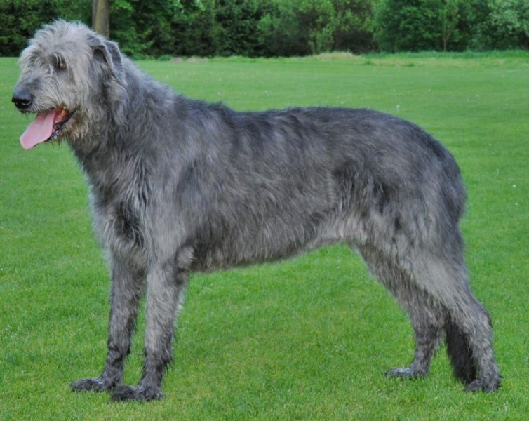 Irish Wolfhound isn't good with cats.