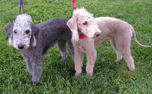 Bedlington Terrier isn't good with cats.