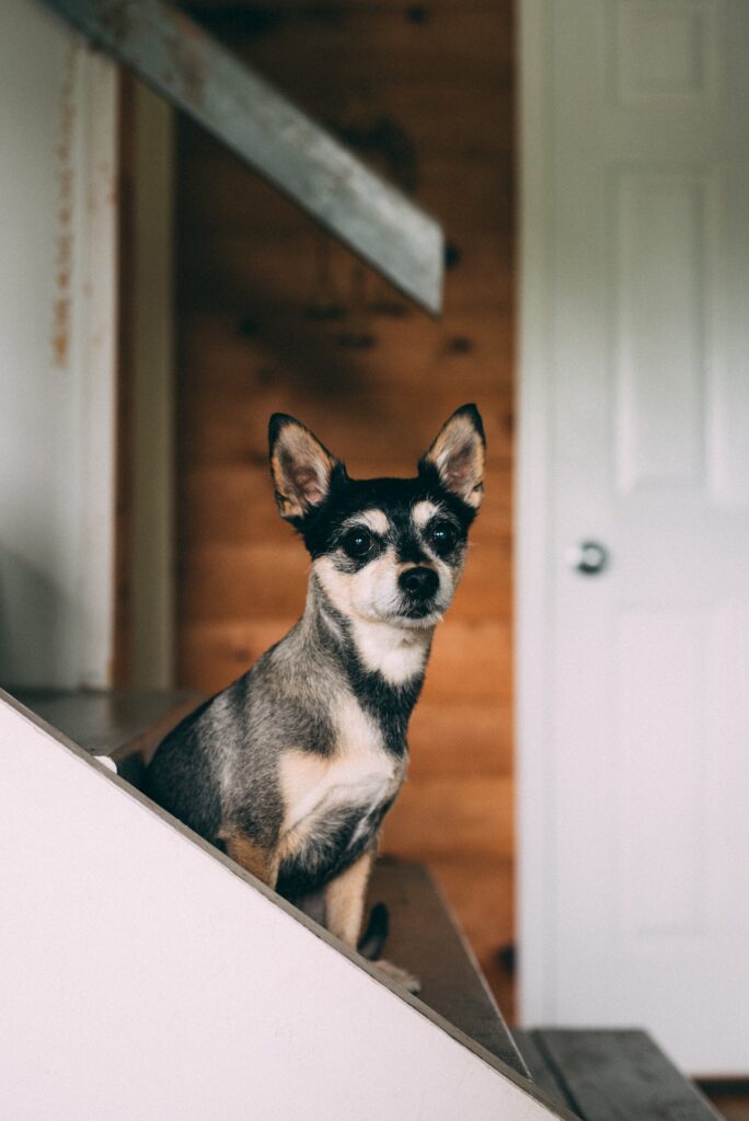 Little dog on the stairs looking at the camera.