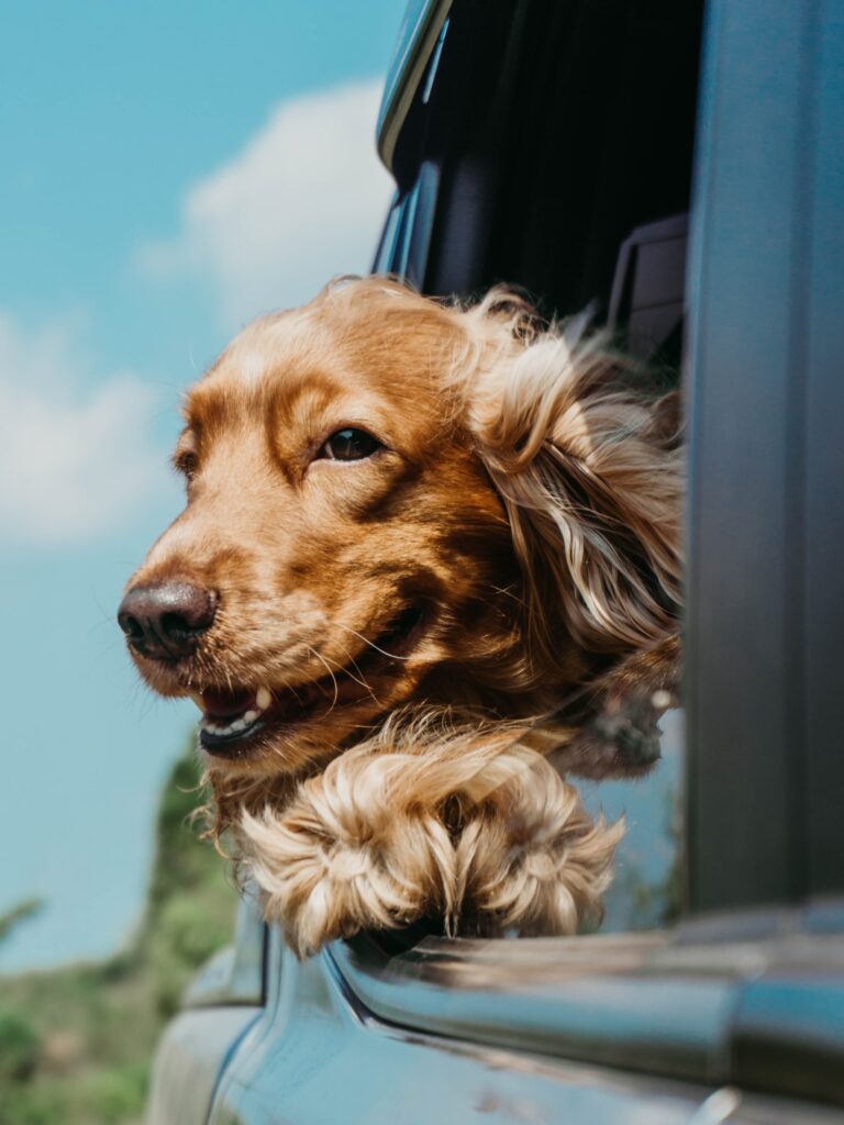 Dog satey during car rides. Dog's head outside of car window.