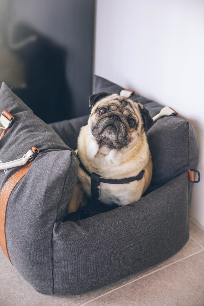 Pug in dog car carrier. Dog satey during car rides.