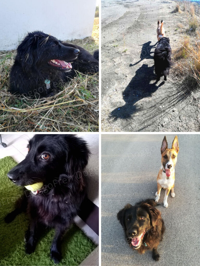 DoggoFren.com 
