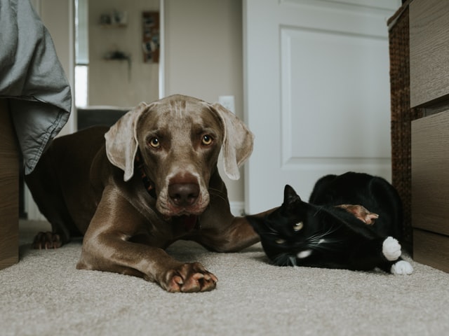 DoggoFren