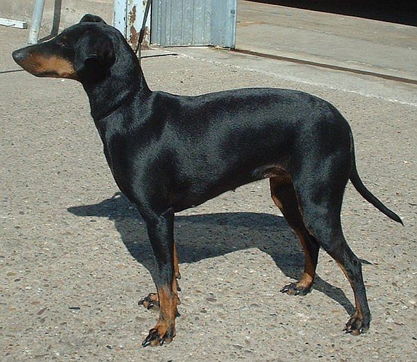 Avoid Manchester Terrier around cats.