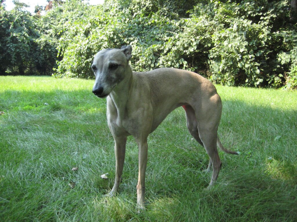 Avoid Whippet dog breed around cats.