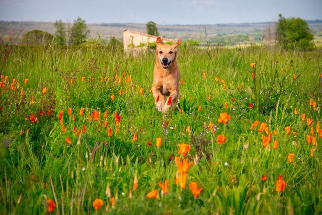 Dog running