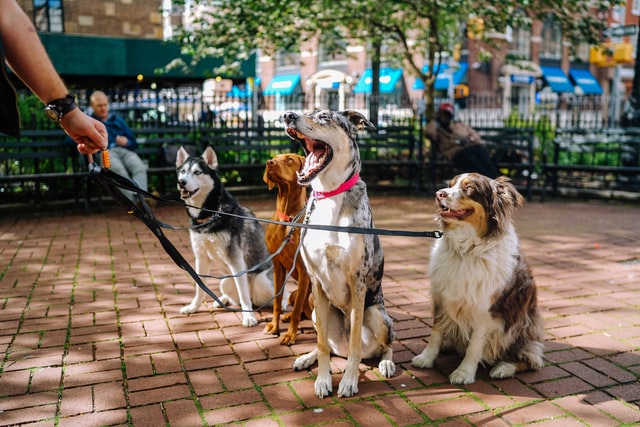 DoggoFren