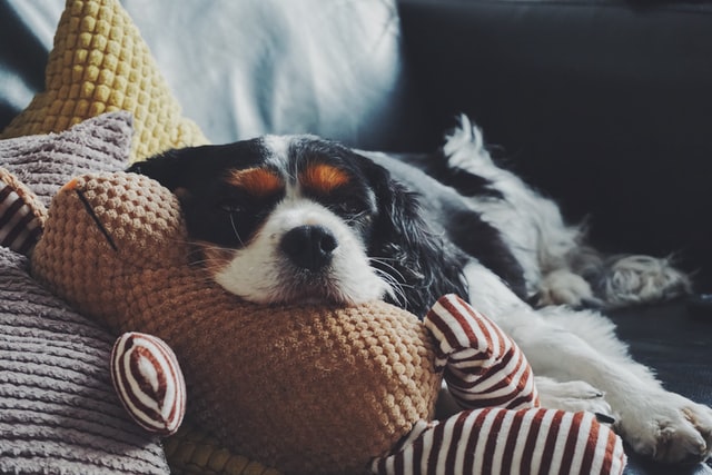 DoggoFren