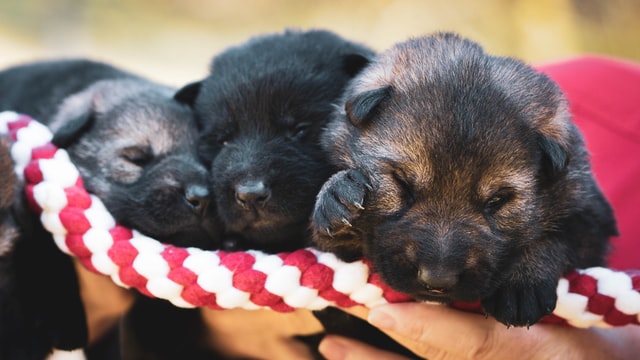 Three puppies.