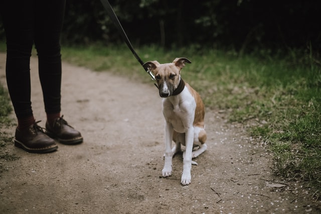 Dog in the leash with human.