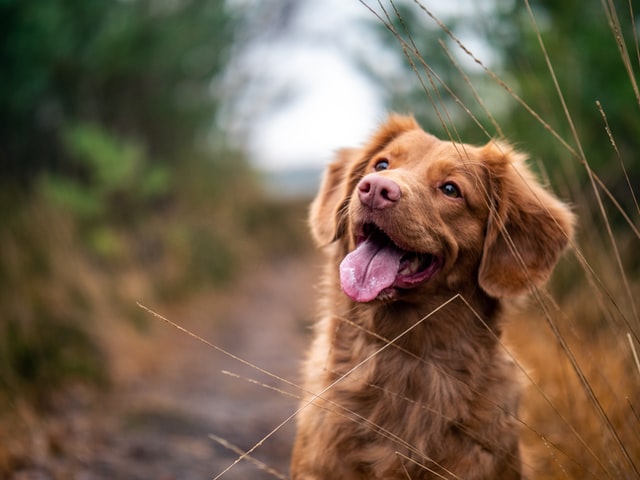 Dog in the forrest.