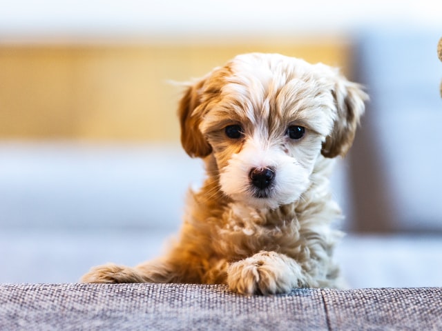 DoggoFren