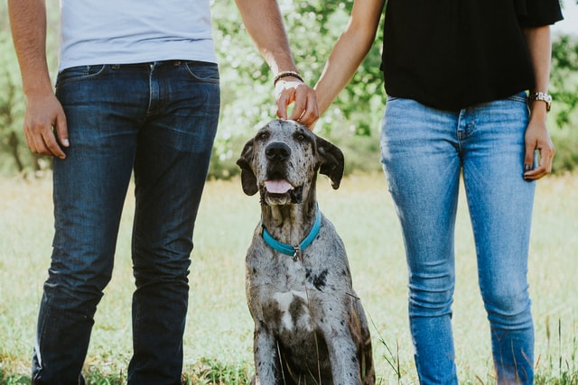 Service dog and humans