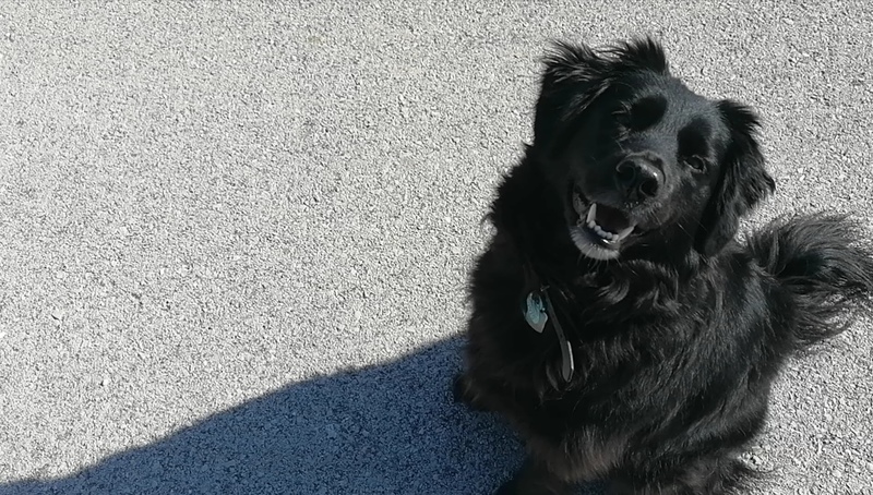 Doggo Fren