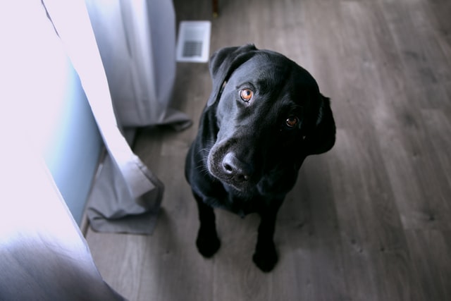 Doggo Fren