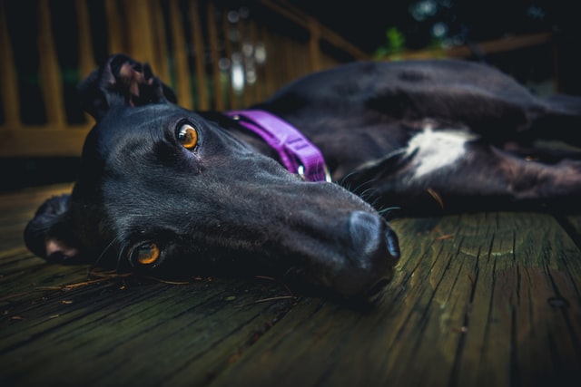 Doggo Fren